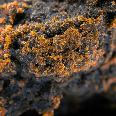 Hash CBD Resin: Lebanese Red (Exclusive)