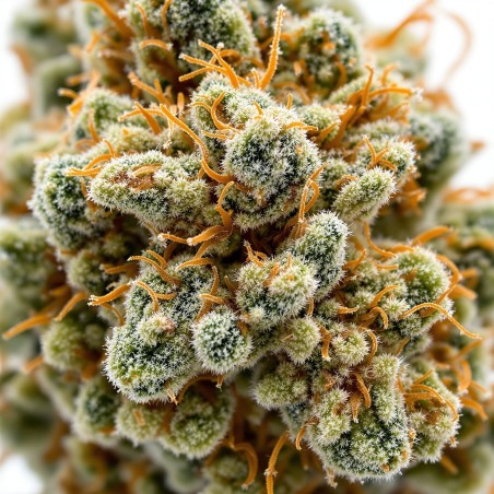 Gorilla Glue | HHC Flower | CBDdiscount