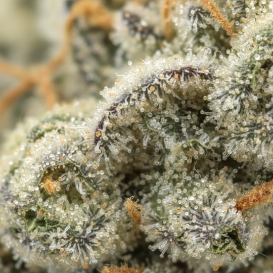 Pop Corn CBD | CBD Flower | CBDdiscount