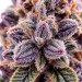 Purple Haze | CBD Flower | CBDdiscount