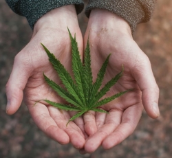 CBD and Parkinson's: What concrete impacts on symptoms?